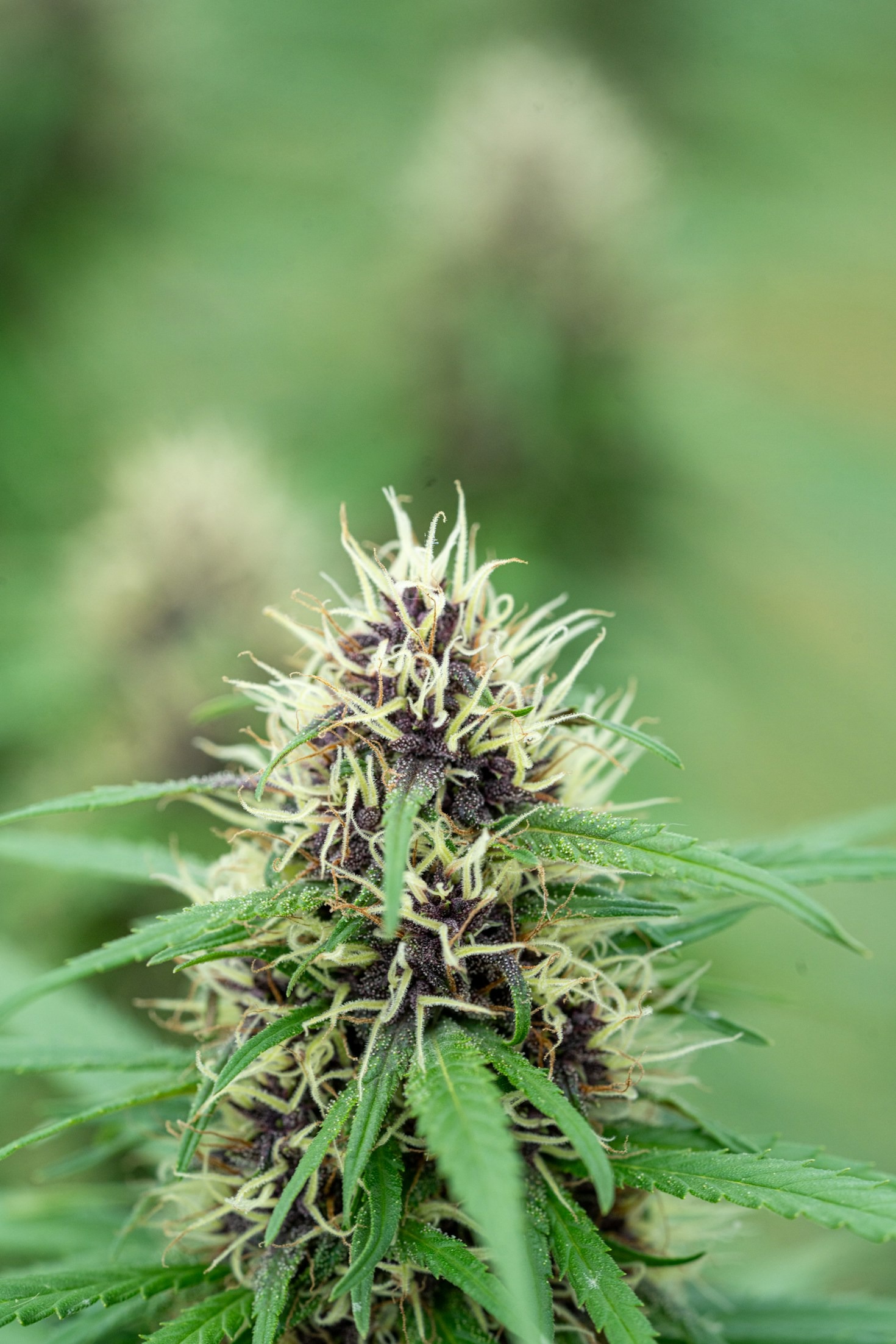 Why Quality Genetics Matter in Cannabis Seeds