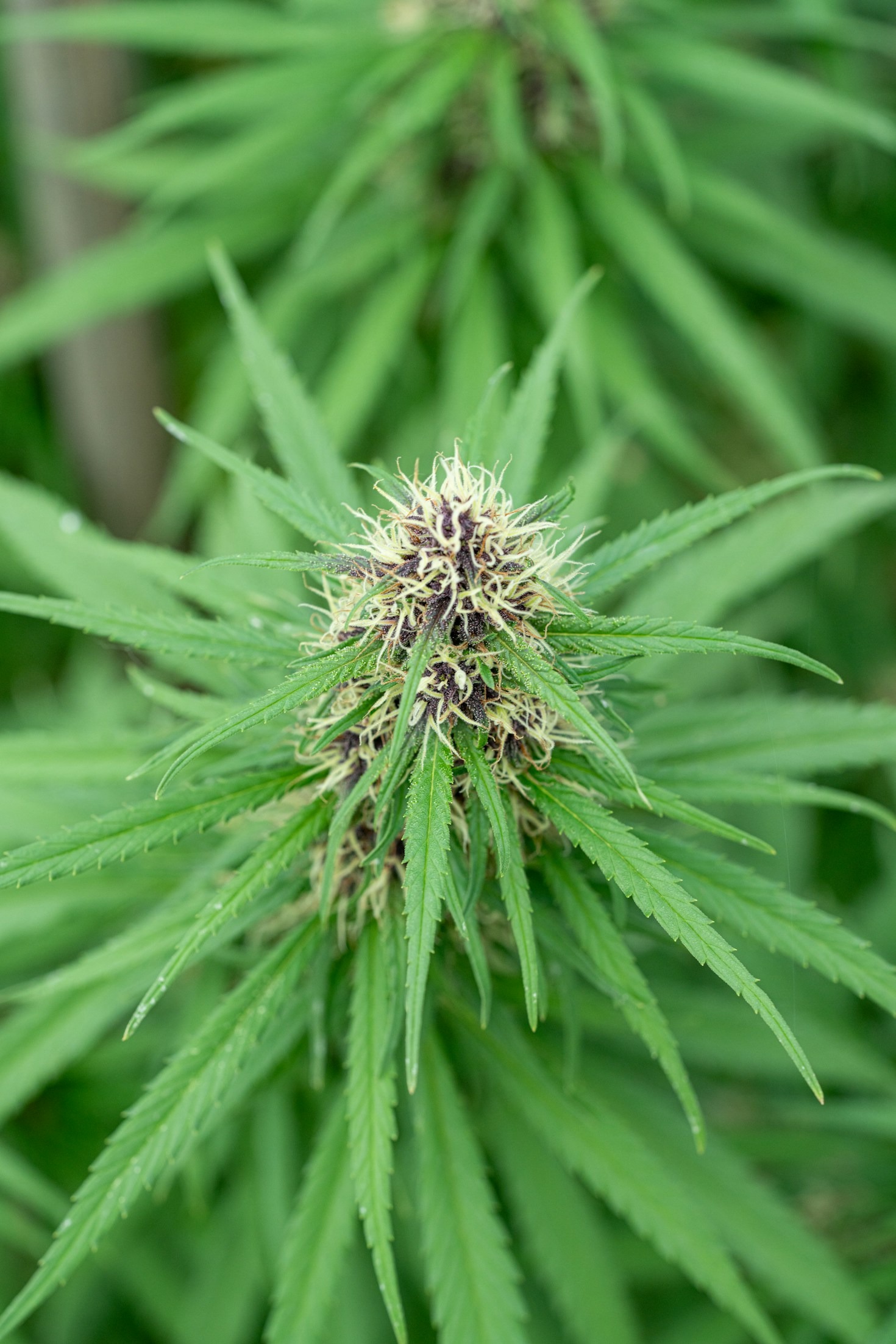 The Growing Popularity of Autoflowering Cannabis Strains