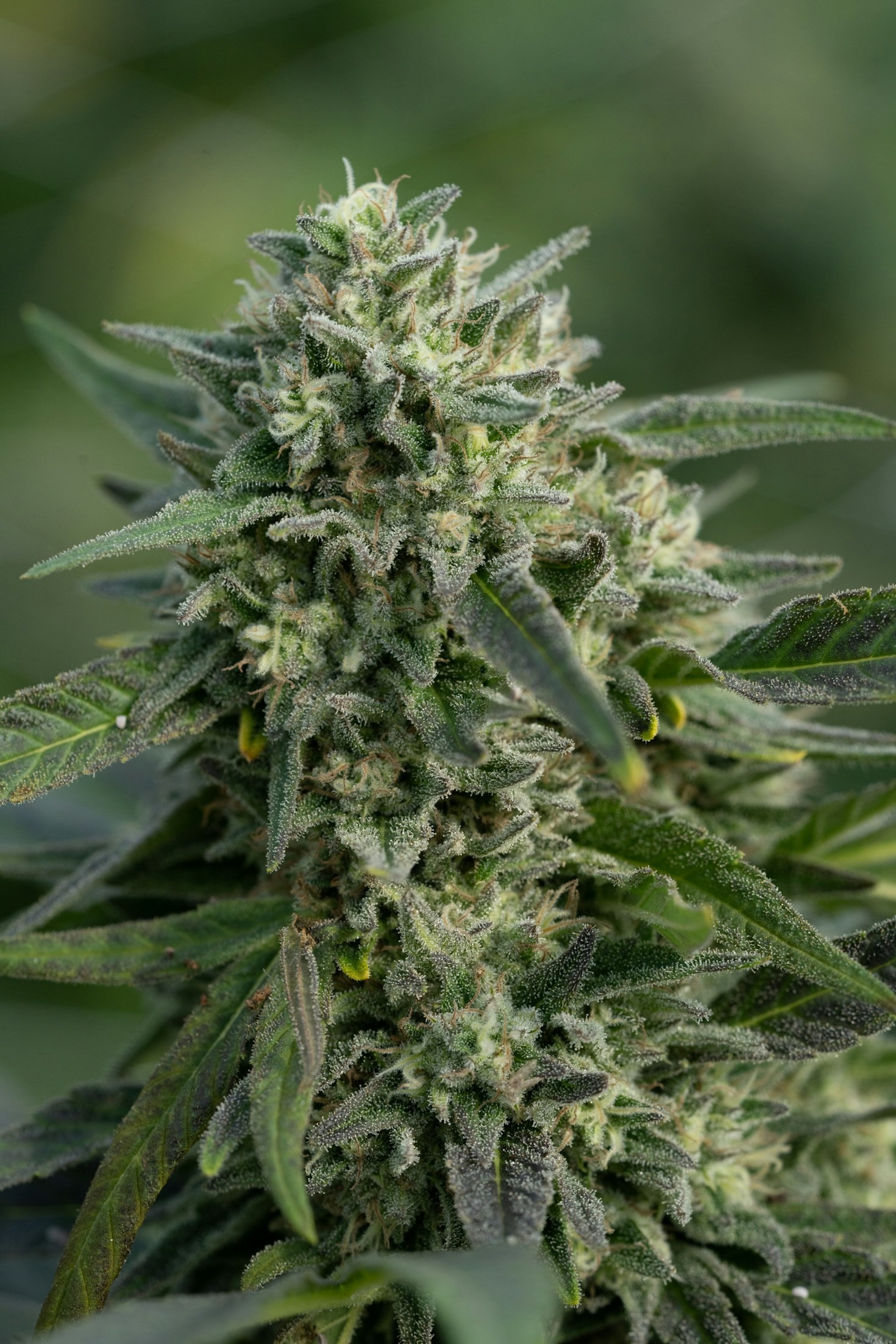 How to Properly Store and Preserve Cannabis Seeds