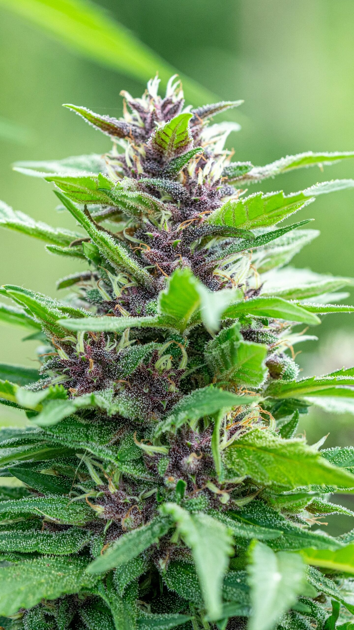 Introducing Top-Tier Genetics: The Seed Syndicate Difference