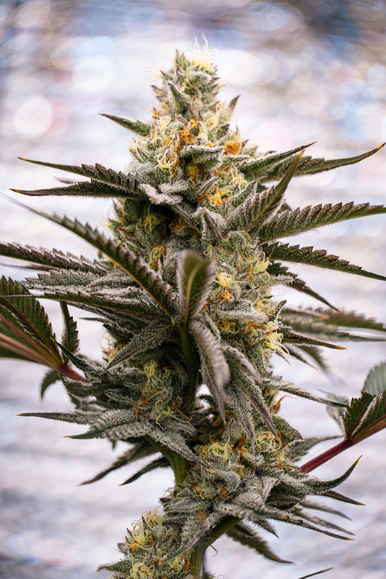 Discreet Shipping: What to Expect When Ordering Cannabis Seeds